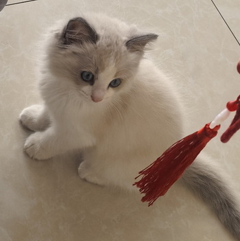 家里的小宠物——布偶猫