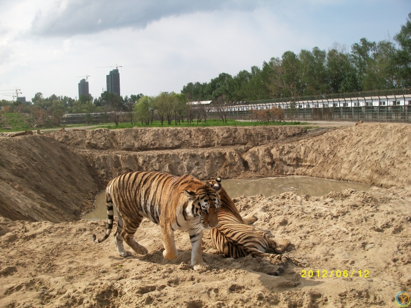 2012年6月东北虎