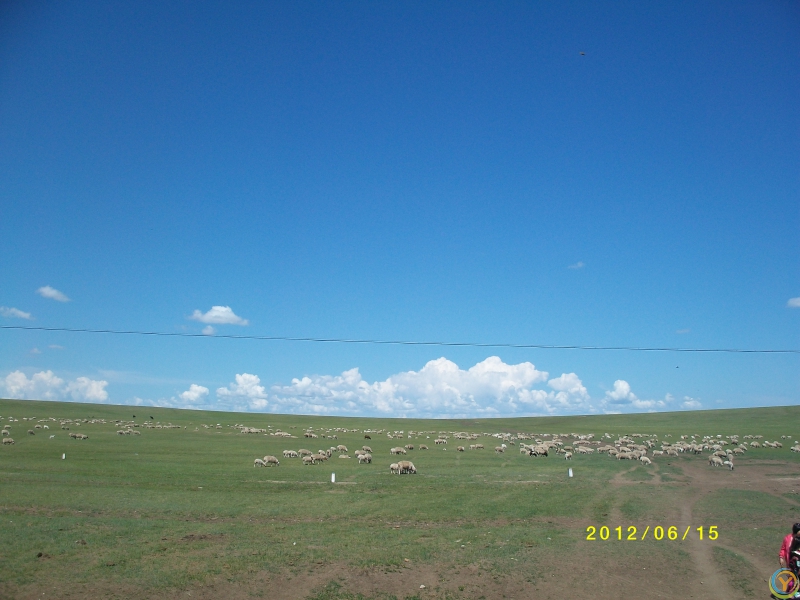 2012年草原羊群