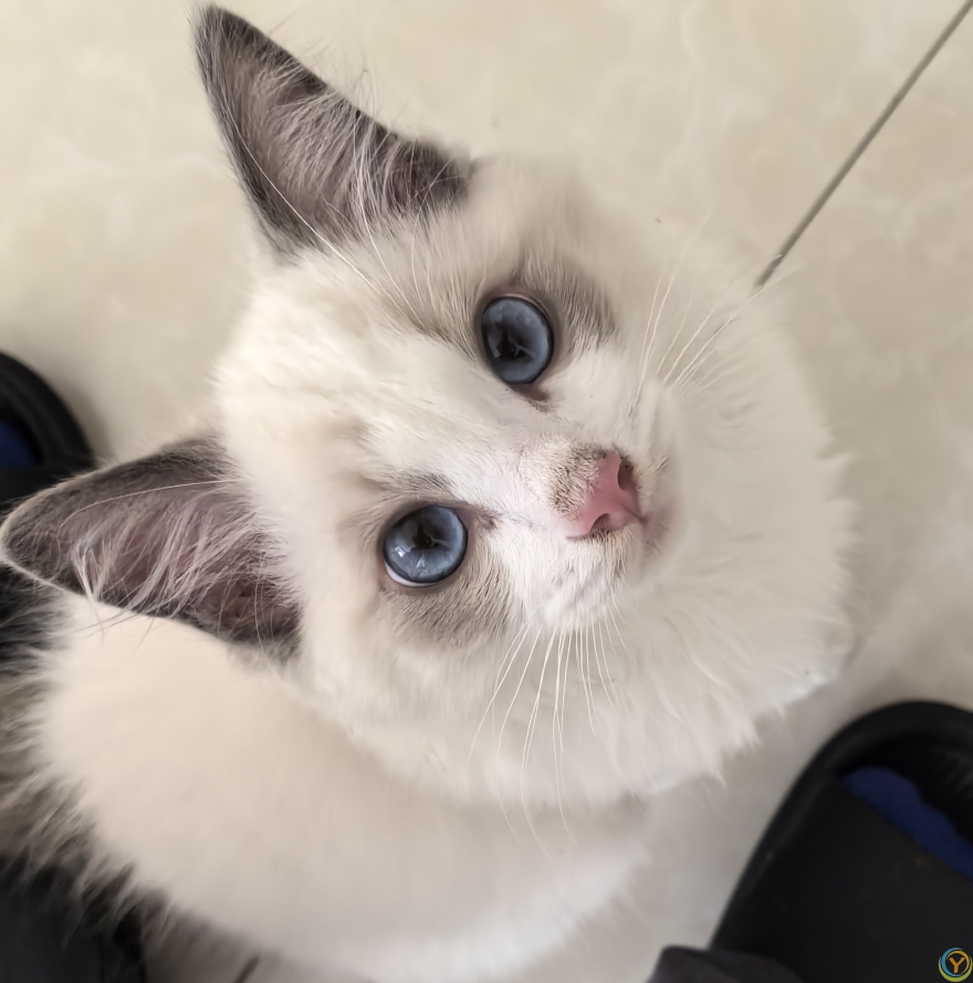 家里的小宠物——布偶猫202506