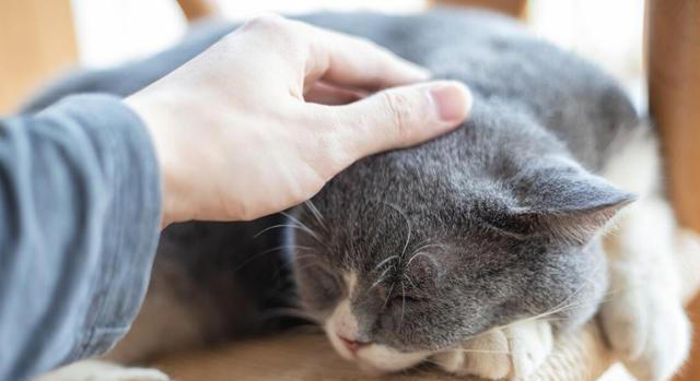 我们摸猫咪头部时，为什么猫咪常常都是闭眼？