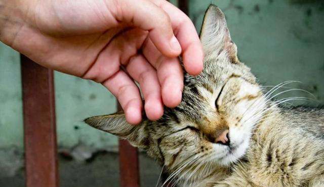 我们摸猫咪头部时，为什么猫咪常常都是闭眼？