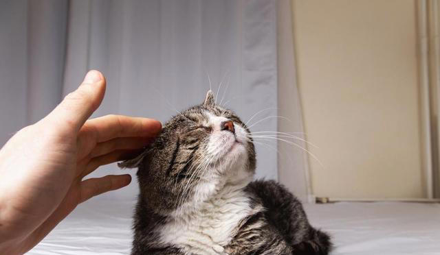 我们摸猫咪头部时，为什么猫咪常常都是闭眼？