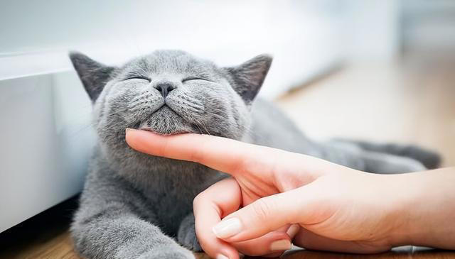 我们摸猫咪头部时，为什么猫咪常常都是闭眼？