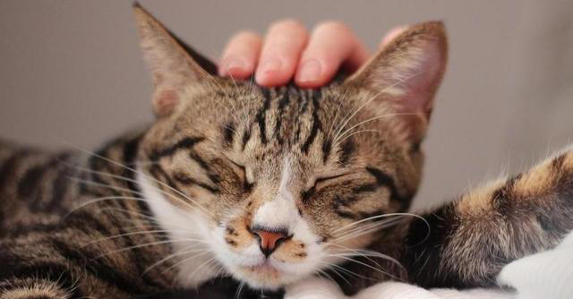 我们摸猫咪头部时，为什么猫咪常常都是闭眼？
