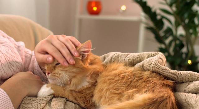 我们摸猫咪头部时，为什么猫咪常常都是闭眼？