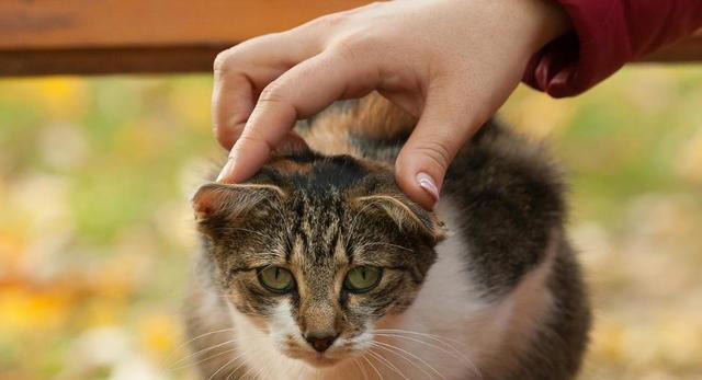 我们摸猫咪头部时，为什么猫咪常常都是闭眼？
