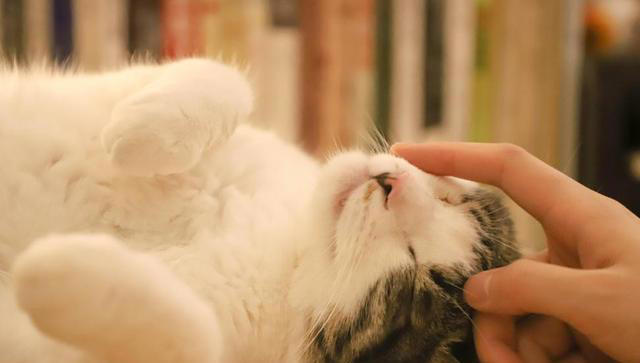 我们摸猫咪头部时，为什么猫咪常常都是闭眼？