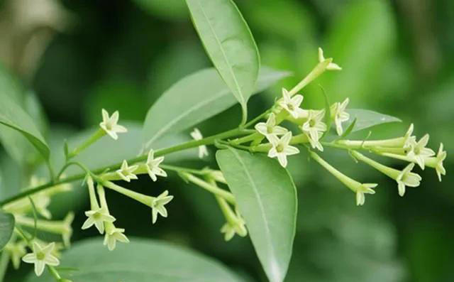 对人体有害的4种花，赶紧看看家里有不