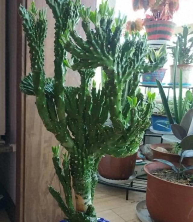 对人体有害的4种花，赶紧看看家里有不