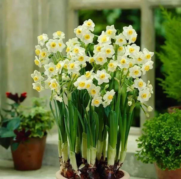 对人体有害的4种花，赶紧看看家里有不