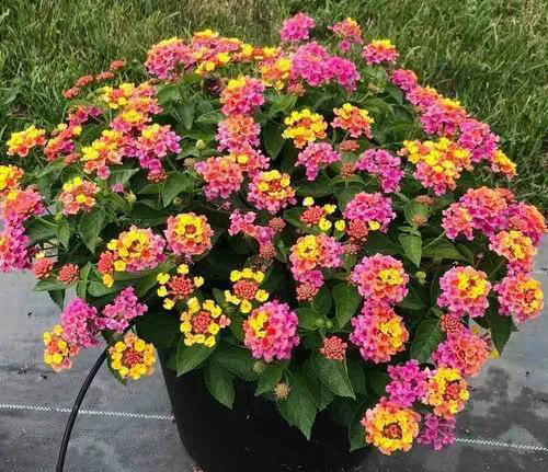 对人体有害的4种花，赶紧看看家里有不