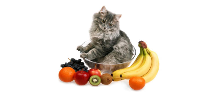 最全！猫咪能吃&不能吃食物清单