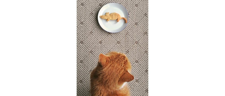 最全！猫咪能吃&不能吃食物清单