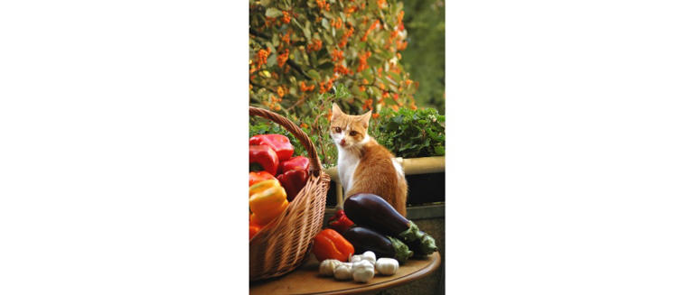 最全！猫咪能吃&不能吃食物清单