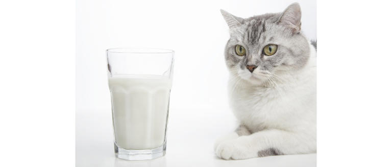 最全！猫咪能吃&不能吃食物清单