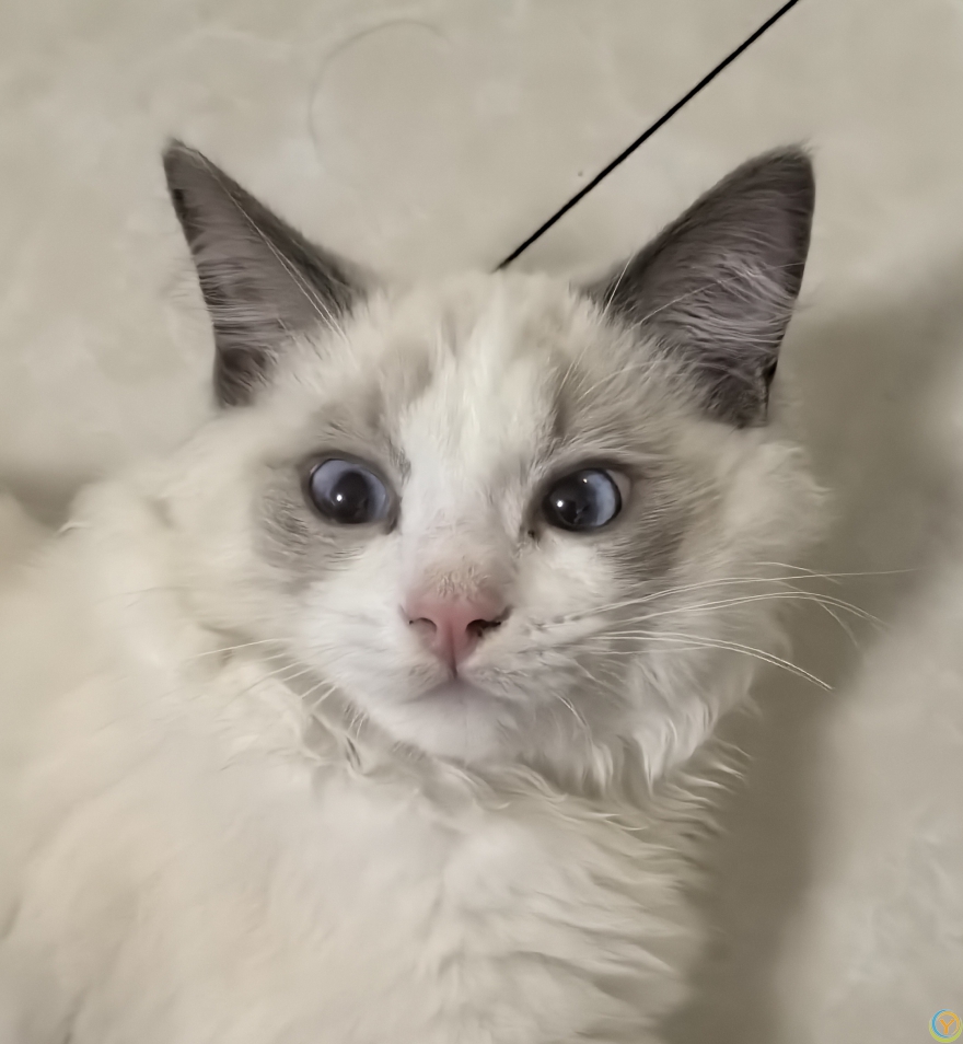 家里的小宠物——布偶猫（懒猫）20250707