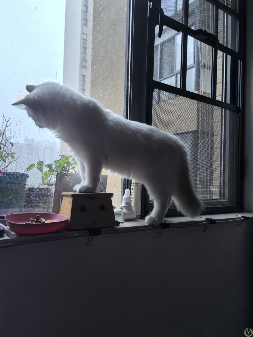 想上天的懒猫—布偶猫20250727