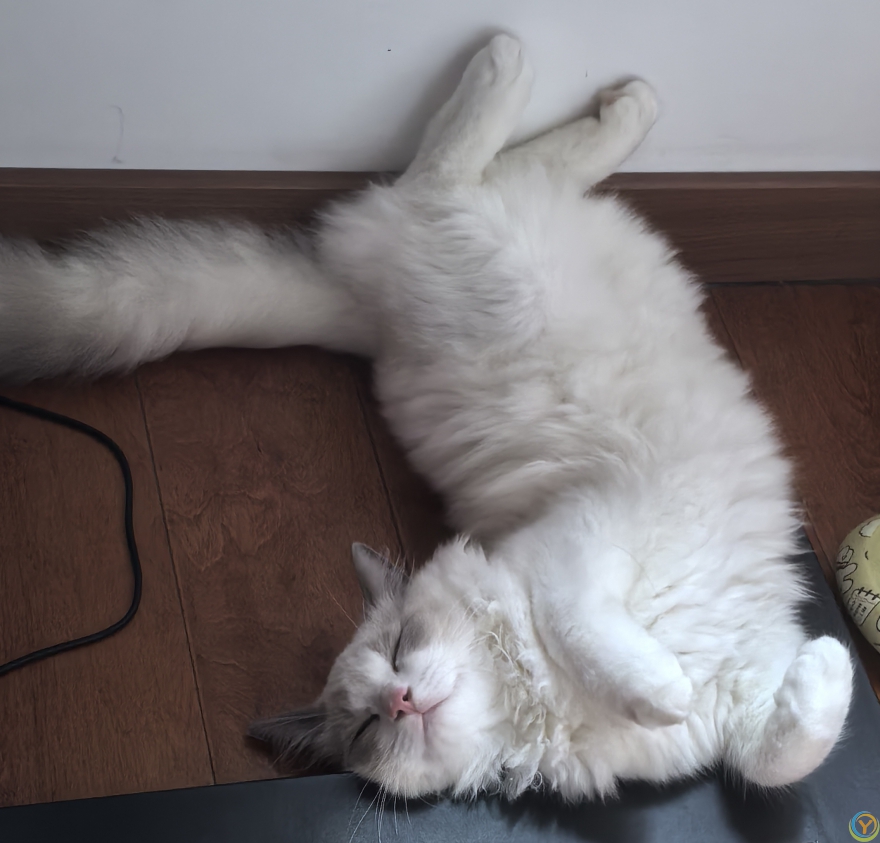 懒猫睡觉的姿态—布偶猫20250810