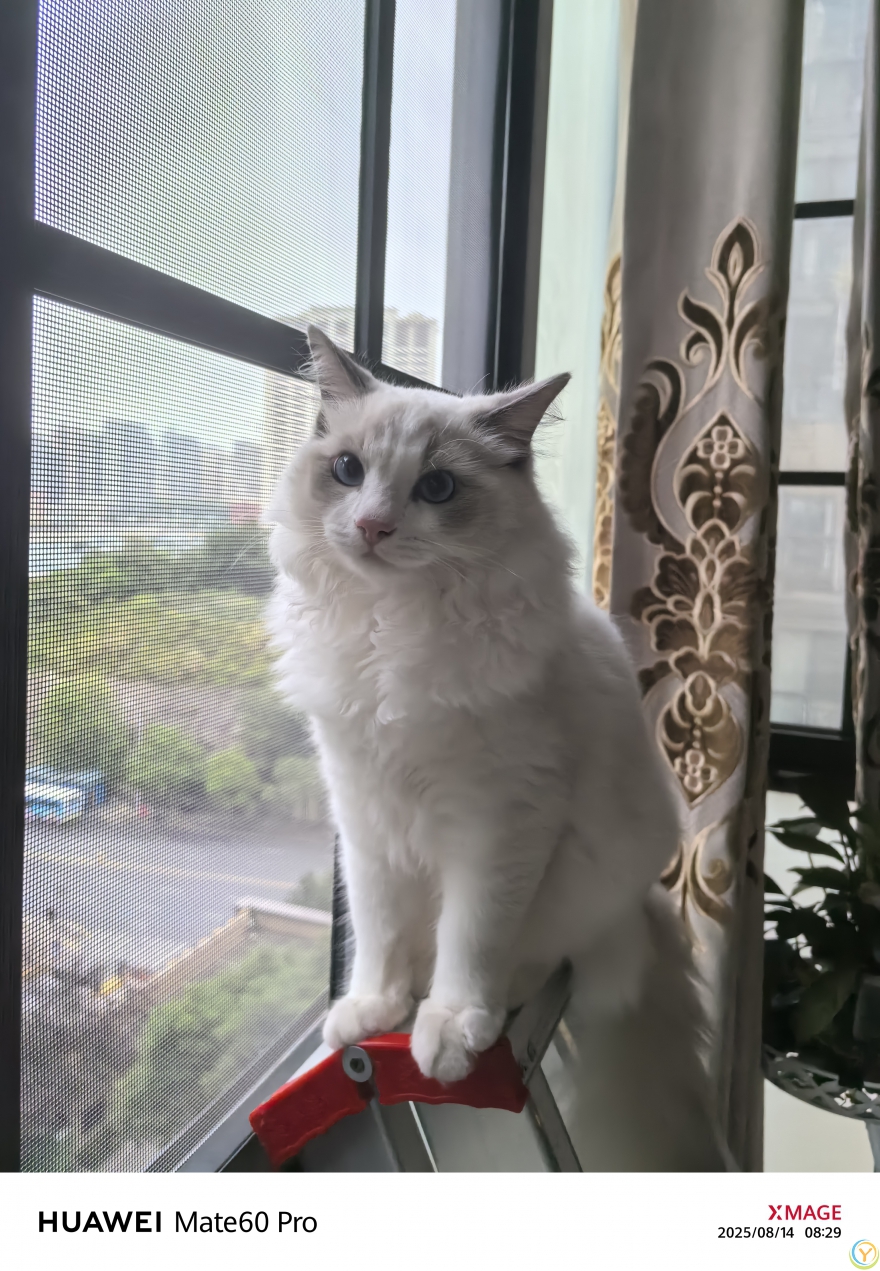 外面世界很精彩，我也想去看看—布偶猫202508